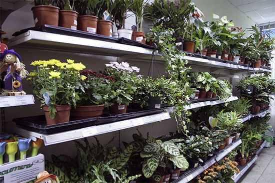 удобрения для комнатных растений